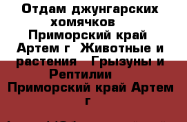 Отдам джунгарских хомячков) - Приморский край, Артем г. Животные и растения » Грызуны и Рептилии   . Приморский край,Артем г.